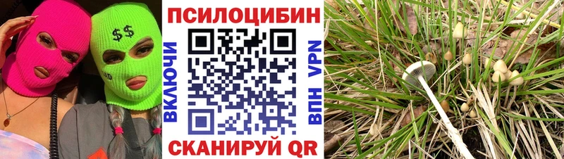 где купить наркотик  Солнечногорск  даркнет клад  Галлюциногенные грибы Psilocybine cubensis 